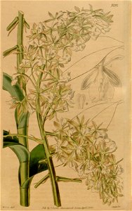 Epidendrum densiflorum - Curtis' 66 (N.S. 13) pl. 3791 (1840)