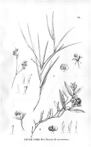 Epidendrum filicaule - Epidendrum secundum (as Epidendrum corymbosum) - Fl.Br.3-5-44. Free illustration for personal and commercial use.