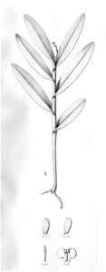 Epidendrum henschenii - fig. I cut from Fl.Br.3-5-30