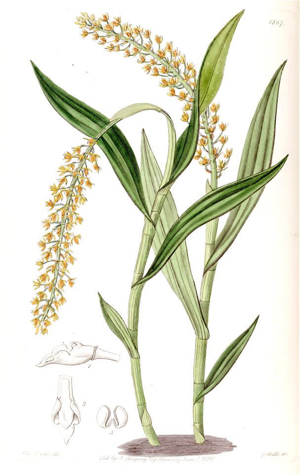 Epidendrum armeniacum - Edwards vol 22 pl 1867 (1836)