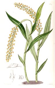 Epidendrum armeniacum - Edwards vol 22 pl 1867 (1836). Free illustration for personal and commercial use.