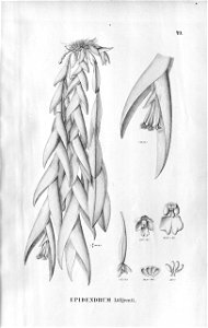 Epidendrum loefgrenii (spelled Epidendrum Löfgrenii) - Fl.Br.3-5-049. Free illustration for personal and commercial use.