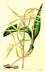 Epidendrum ciliare - The Botanical Register vol 10 (1824) pl 784