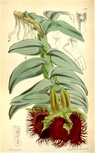 Epidendrum medusae or Nanodes medusae - Curtis' 94 (Ser. 3 no. 24) pl. 5723 (1868)