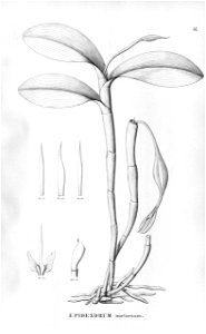 Epidendrum nocturnum . . . Flora Brasiliensis 3-5-37
