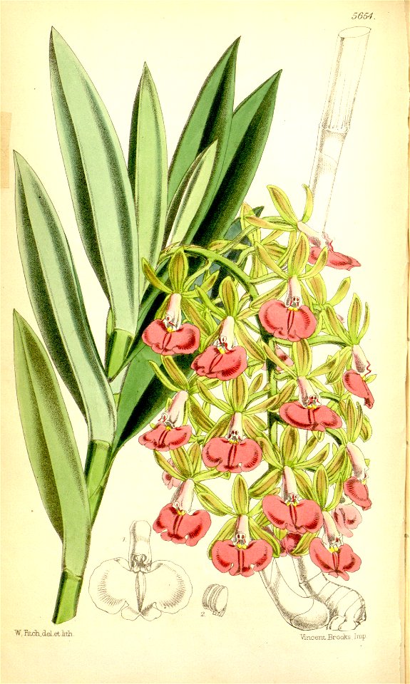 Epidendrum cooperianum - Curtis' 93 (Ser. 3 no. 23) pl. 5654 (1867)