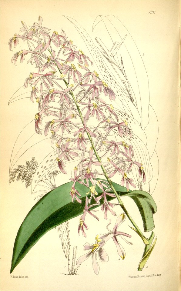 Epidendrum paniculatum - Curtis 94-5731 (1868)