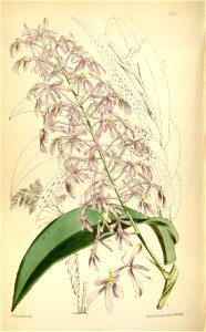 Epidendrum paniculatum - Curtis 94-5731 (1868)