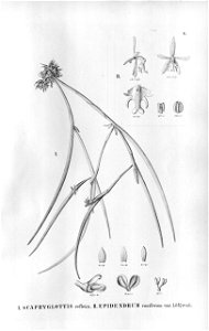 Epidendrum cristatum -flower. Flora Brasiliensis 3-5-6