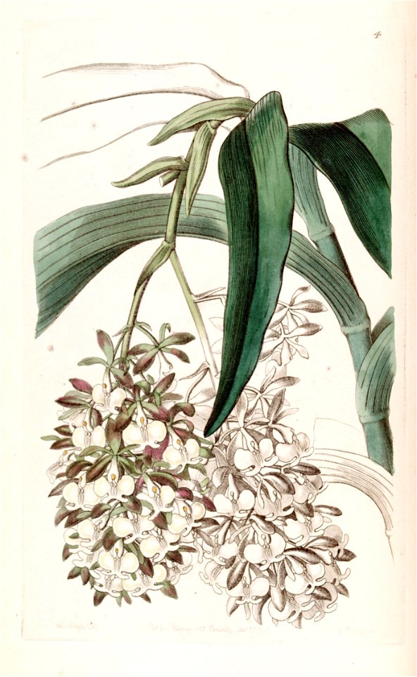 Epidendrum dipus - Edwards vol 31 (NS 8) pl 4 (1845)