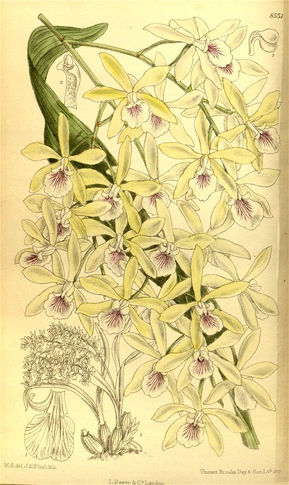 Epidendrum profusum 140-8551