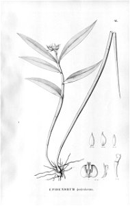 Epidendrum geniculatum - Fl.Br.3-5-041. Free illustration for personal and commercial use.