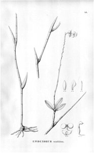 Epidendrum saxatile (as Epidendrum candidum) - Fl.Br.3-5-046