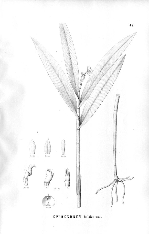 Epidendrum hololeucum - Fl.Br.3-5-042