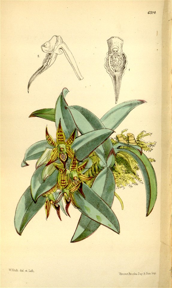 Epidendrum sophronitis - Curtis' 103 (Ser. 3 no. 33) pl 6314 (1877)