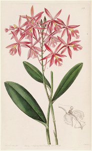 Epidendrum macrocarpum (as Epidendrum schomburgkii)-Edwards vol 24 pl 53 (1838). Free illustration for personal and commercial use.