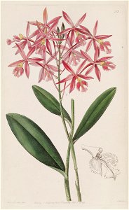 Epidendrum macrocarpum (as Epidendrum schomburgkii)-Edwards vol 24 pl 53 (1838)