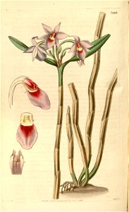 Epidendrum stenopetalum (Dimerandra stenopetala) Curtis v. 62 (N.S. 9) pl 3410. Free illustration for personal and commercial use.
