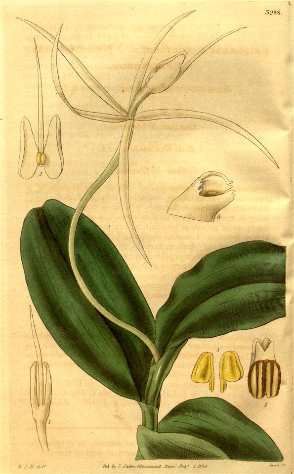 Epidendrum nocturnum - Curtis' 61 (N.S. 8) pl. 3298 (1834)
