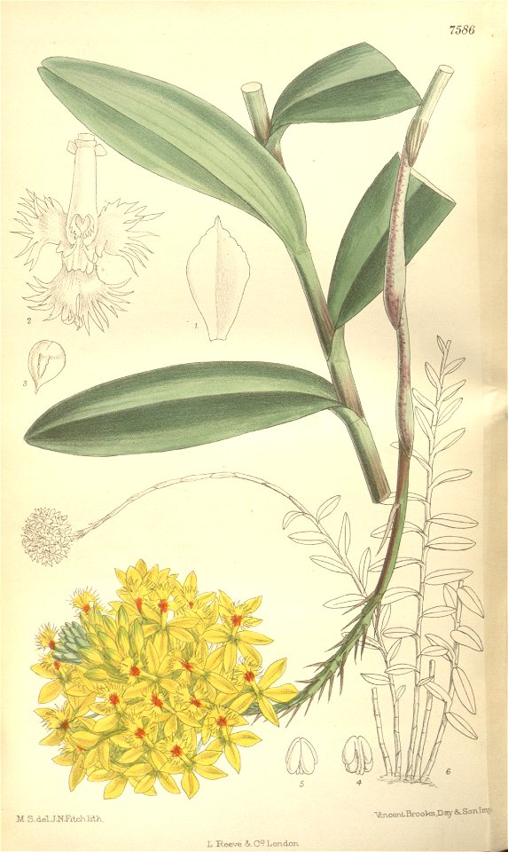 Epidendrum xanthinum - Curtis' 124 (Ser. 3 no. 54) pl 7586 (1898)