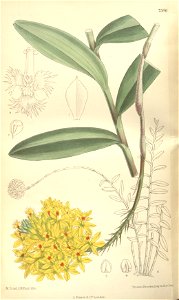 Epidendrum xanthinum - Curtis' 124 (Ser. 3 no. 54) pl 7586 (1898)