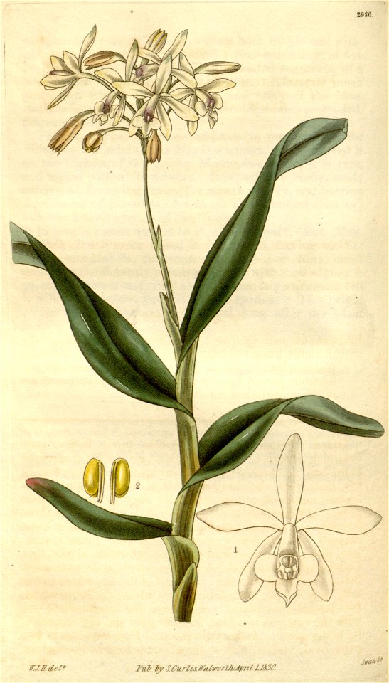 Epidendrum pallidiflorum - Curtis' 57 (N.S. 4) pl. 2980 (1829)