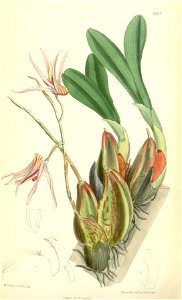 Epigeneium treacherianum - Curtis' 107 (Ser. 3 no. 37) pl 6591 (1881)