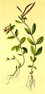 Epilobium anagalidifolium Atlas Alpenflora