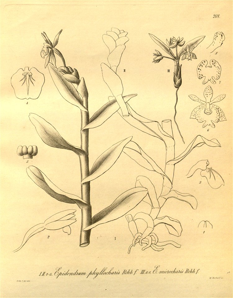 Epidendrum phyllocharis - Epidendrum microcharis - Xenia 3 pl 208
