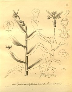 Epidendrum phyllocharis - Epidendrum microcharis - Xenia 3 pl 208