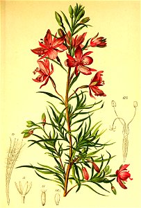 Epilobium dodonaei Atlas Alpenflora