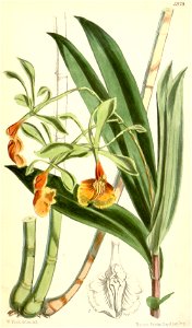 Epidendrum pseudepidendrum - Curtis' 97 (Ser. 3 no. 27) pl. 5929 (1870)
