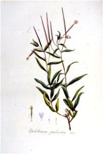 Epilobium palustre — Flora Batava — Volume v5