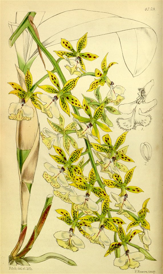 Epidendrum stamfordianum - Curtis' vol. 80 pl. 4759 (1854)