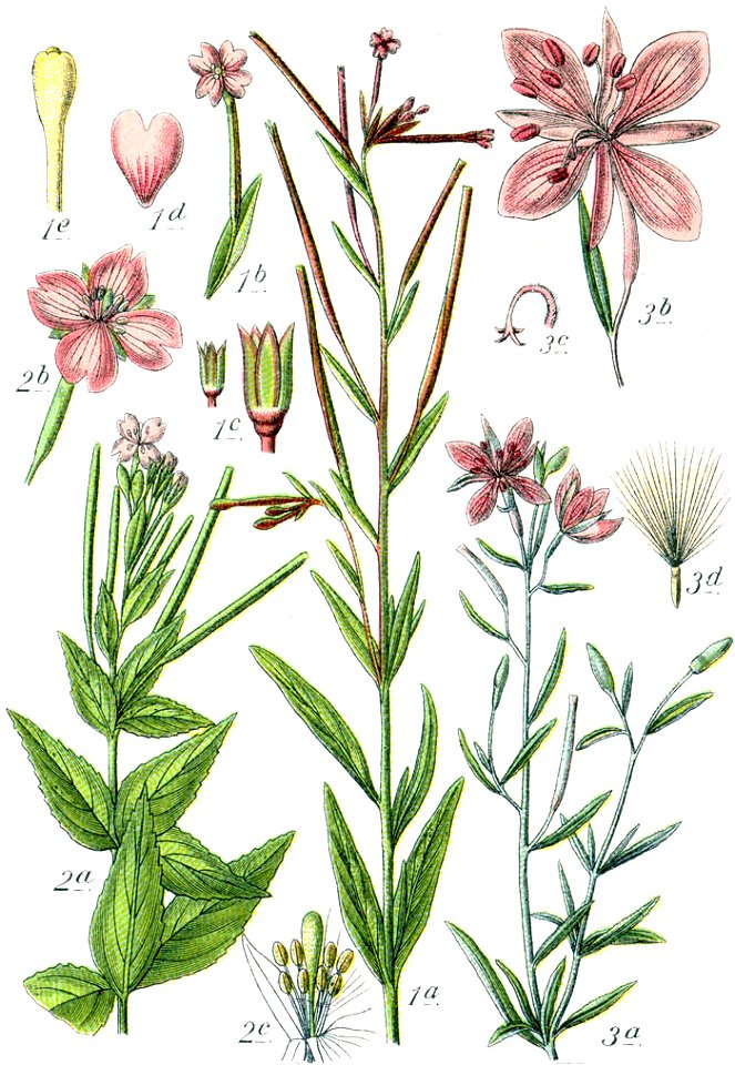 Epilobium spp Sturm41
