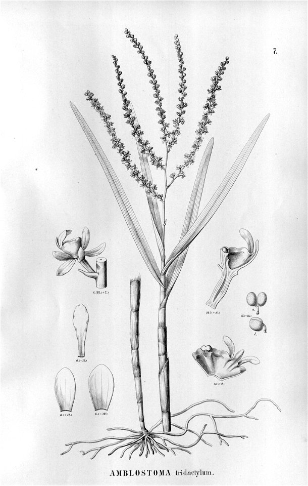 Epidendrum tridactylum (as syn. Amblostoma tridactylum) - Fl.Br.3-5-007