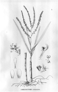 Epidendrum tridactylum (as syn. Amblostoma tridactylum) - Fl.Br.3-5-007