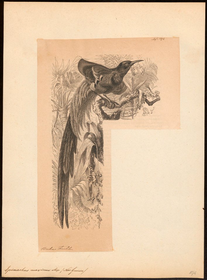 Epimachus maximus - 1700-1880 - Print - Iconographia Zoologica - Special Collections University of Amsterdam - UBA01 IZ16100047