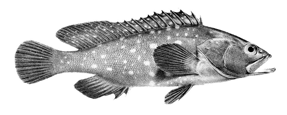 Epinephelus coeruleopunctatus