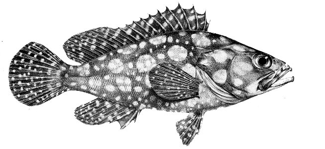Epinephelus ongus