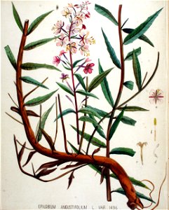 Epilobium angustifolium — Flora Batava — Volume v19