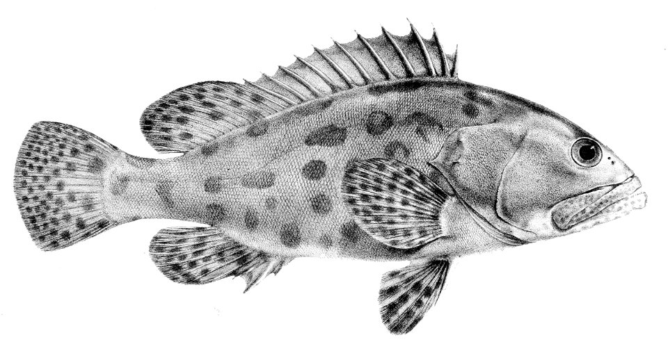 Epinephelus tukula 1866