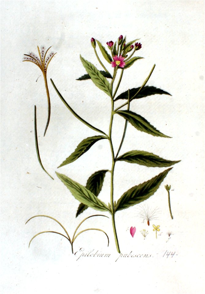 Epilobium pubescens — Flora Batava — Volume v2