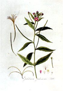 Epilobium pubescens — Flora Batava — Volume v2
