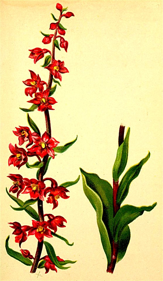Epipactis rubiginosa Atlas Alpenflora