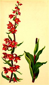 Epipactis rubiginosa Atlas Alpenflora