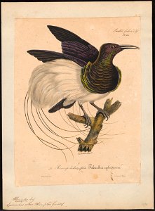 Epimachus albus - 1825-1834 - Print - Iconographia Zoologica - Special Collections University of Amsterdam - UBA01 IZ16100065
