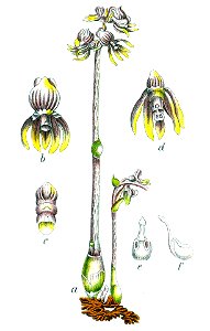 Epipogium aphyllum Sturm16