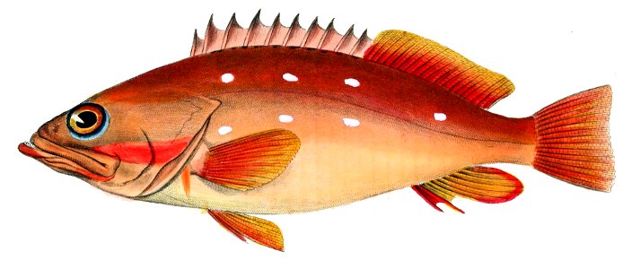 Epinephelus fasciatus Brevoort2