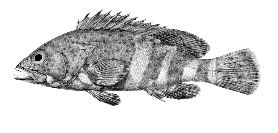 Epinephelus stoliczkae Ford 1